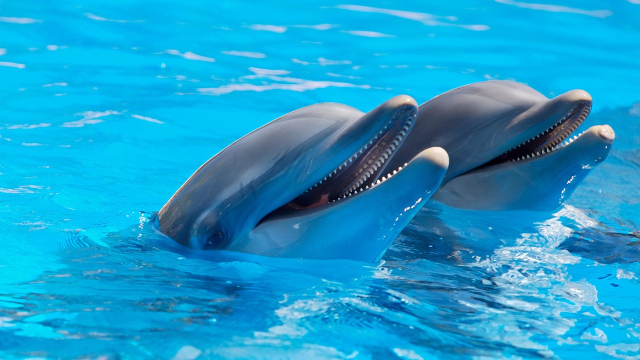 LOceanEnchantedeSirioetSirena_saison_1_episode_1_SirioetSirenaLesHerosdelOcean_clean_story.jpg