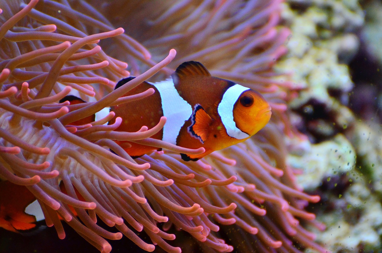 LOceanEnchantedeSirioetSirena_saison_1_episode_2_PoissonClownPacoetlesRiresBlagueursduRecif_clean_story.jpg