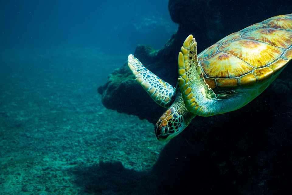 LOceanEnchantedeSirioetSirena_saison_1_episode_5_TortueTinaetleVoyageduTempsMarin_clean_story.jpg
