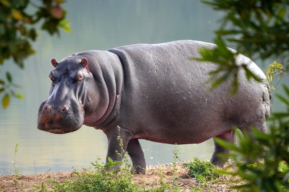 LeRoyaumeEnchantedelaSavane_saison_1_episode_3_HugolHippopotameenFeteLesMysteresdelEauEtincelante_clean_story.jpg