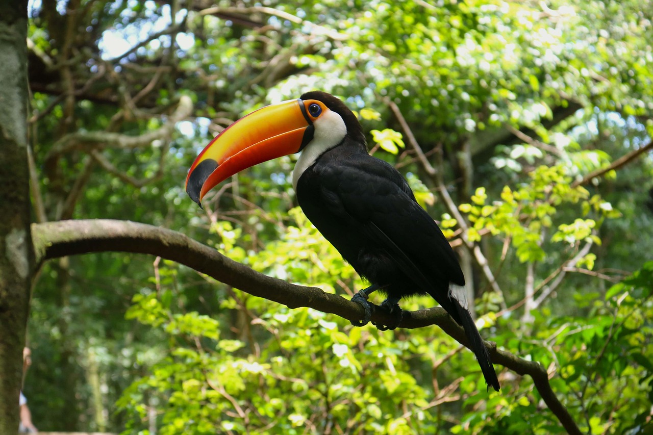 LesAnimauxRigolosDeLaForetTropicale_saison_1_episode_3_ToucanTicoetSesFruitsExotiques_clean_story.jpg