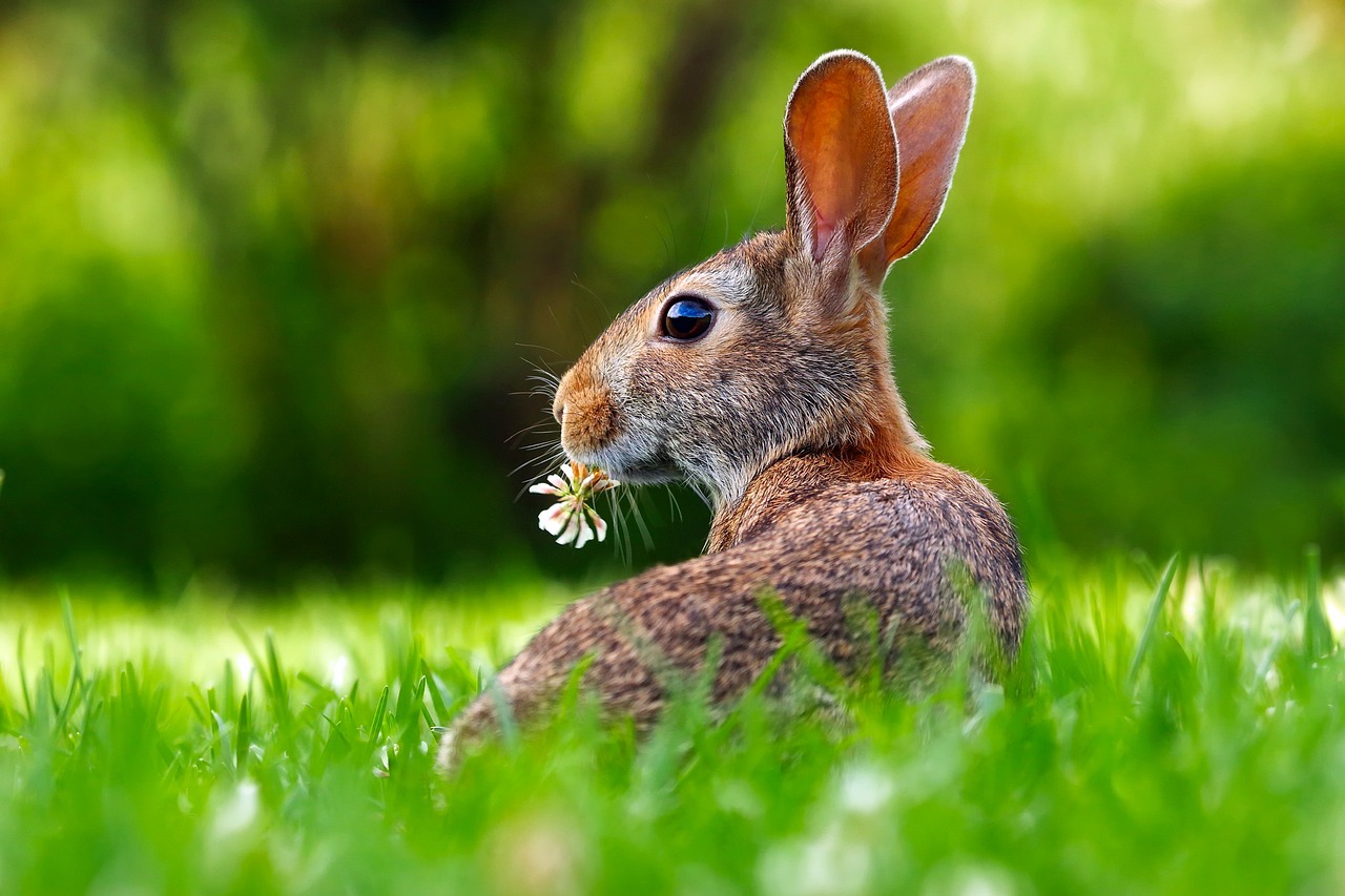 LesAnimauxdelaPrairiedesAventures_saison_1_episode_2_LeLapinetlaCourseaTraverslesHerbes_clean_story.jpg